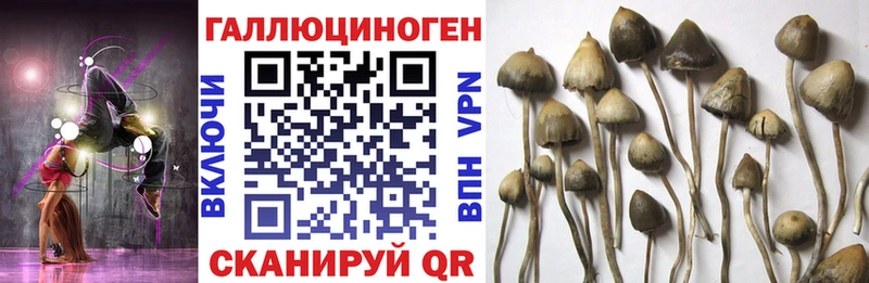 darknet наркотические препараты  Шелехов  Галлюциногенные грибы прущие грибы 